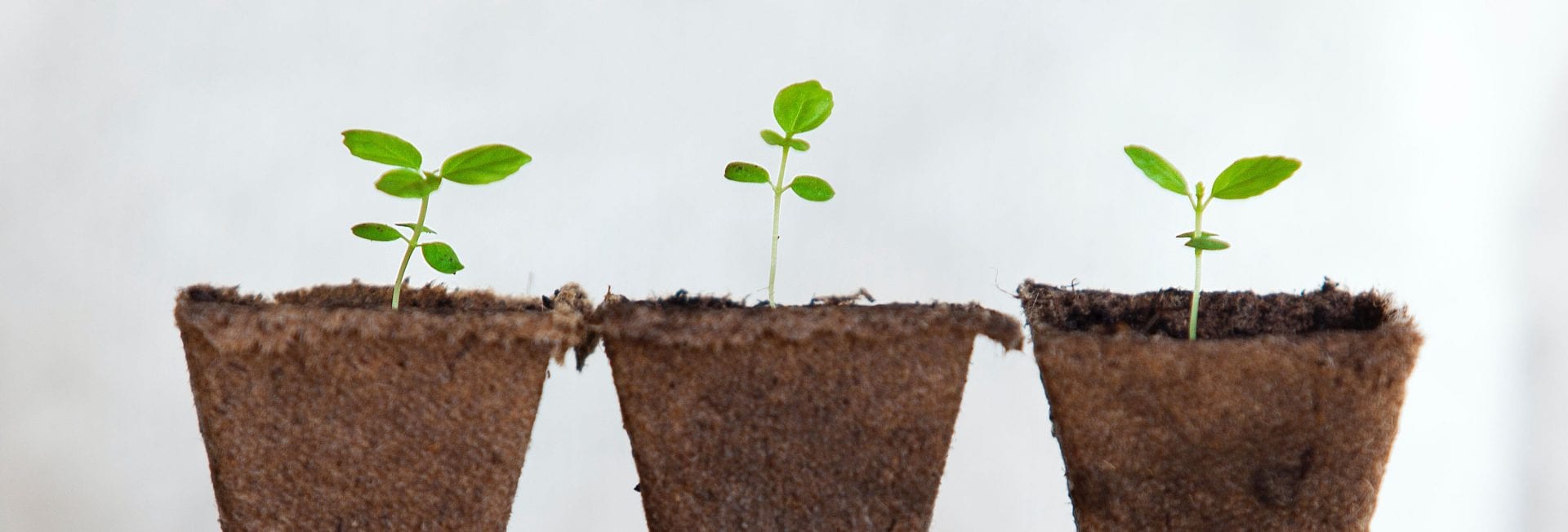 Three plants growing, representing lead nurturing