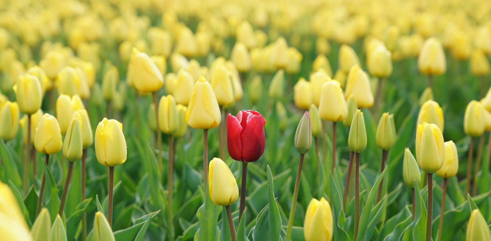 One red tulip in a field of yellows, demonstarting that authentic prospecting is about connecting to the individual