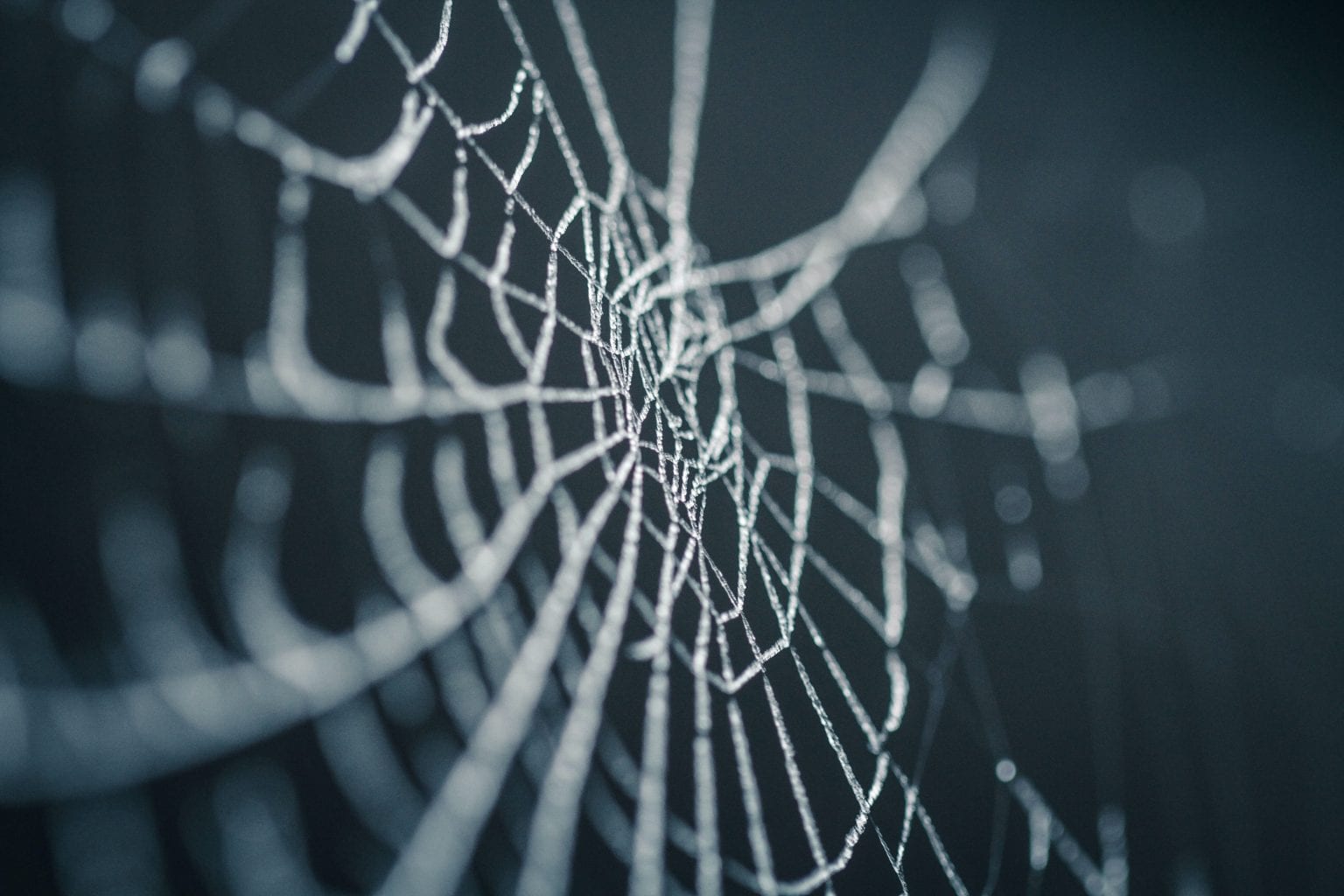 A spiders web