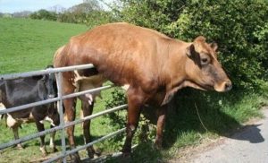 Cow stuck on a gate