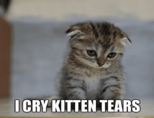 cry kitten tears